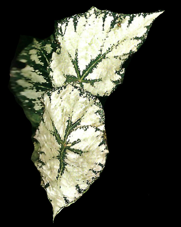 B. ‘Hamakaze’